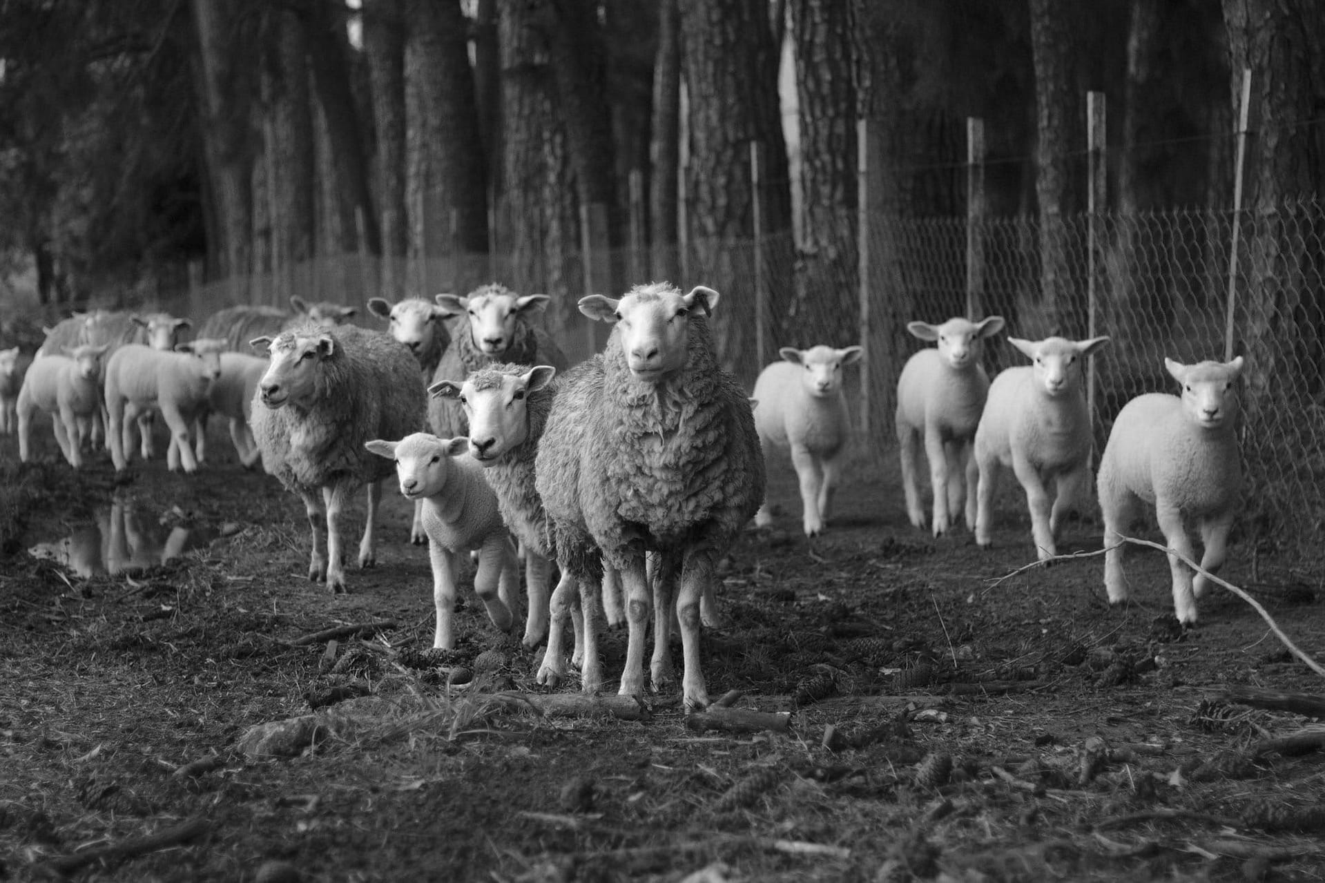 All Uniquely The Same | David Todd McCarty