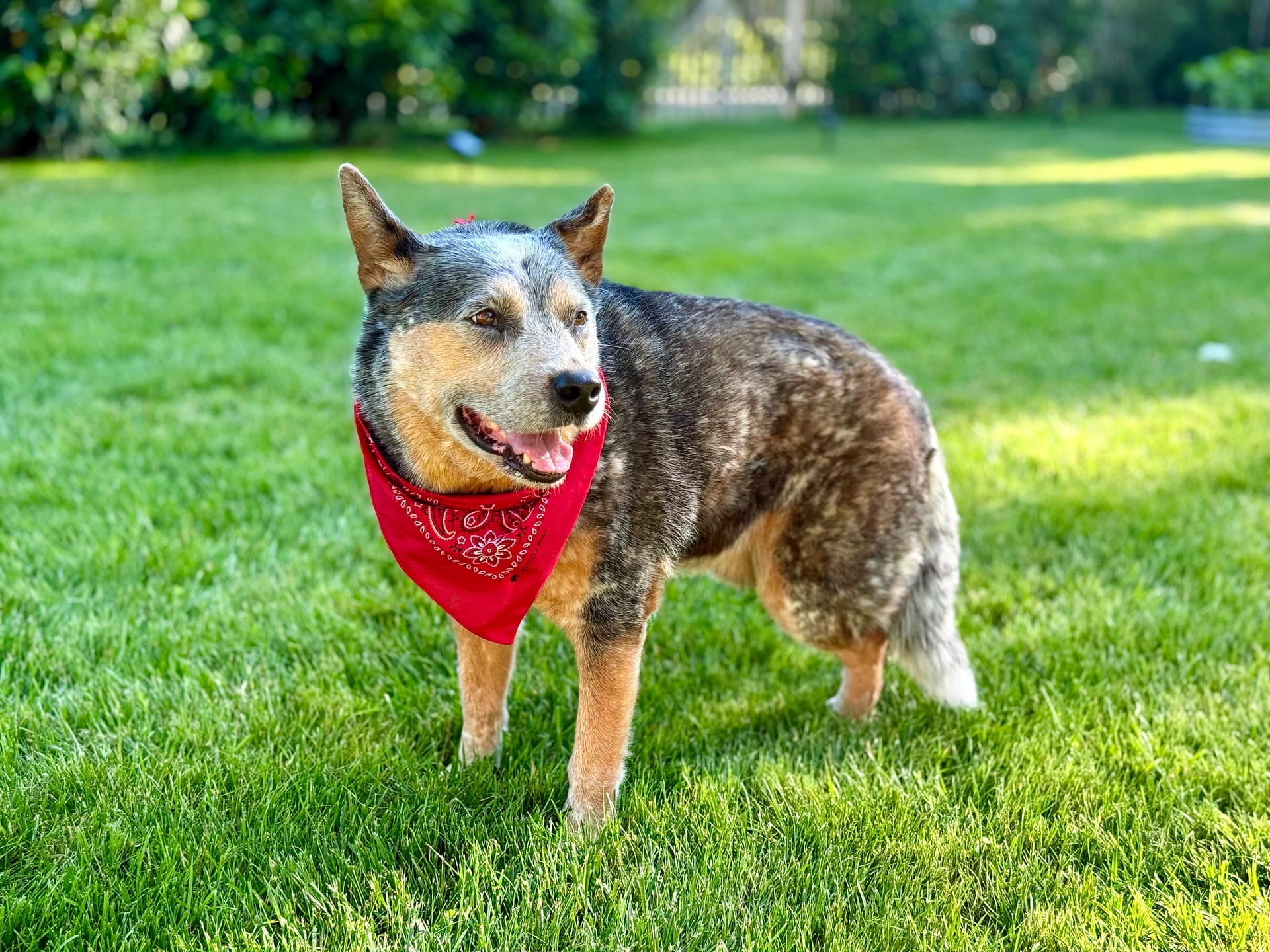 Img_0079 | David Todd Mccarty Happy dog with a red bandana standing on green grass in a sunny park.