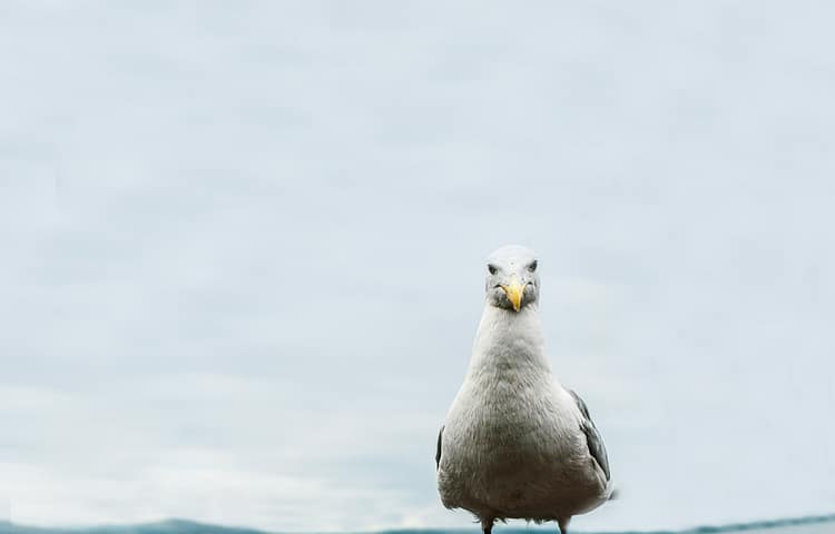 Seagull relaxing on Seattle Waterfront.