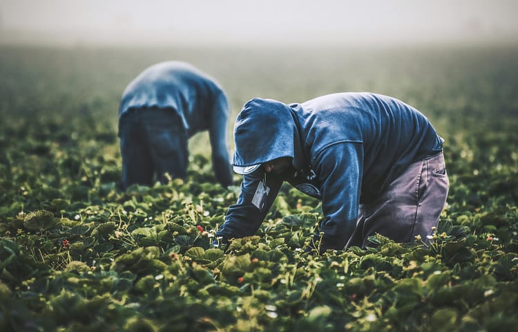 Strawberry Picking // Field workers in California are almost exclusively immigrants who work at back-breaking labor to support themselves and their families. Remember them with gratitude the next time you're buying produce.