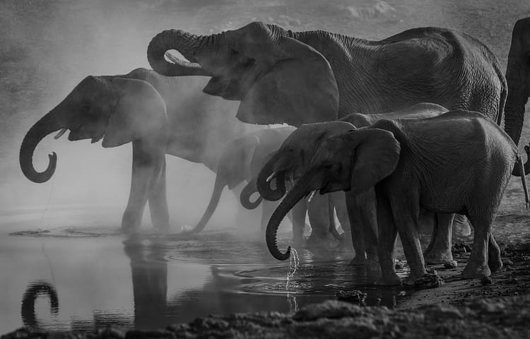 At The Waterhole
