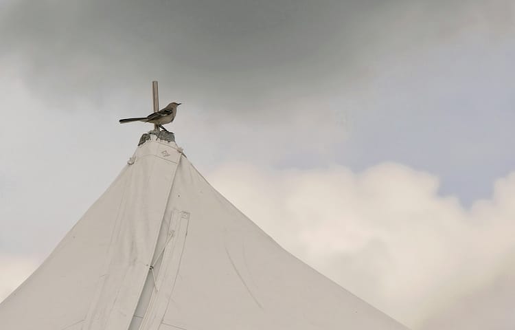 mockingbird perched on top of tent