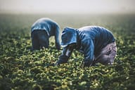 Strawberry Picking // Field workers in California are almost exclusively immigrants who work at back-breaking labor to support themselves and their families. Remember them with gratitude the next time you're buying produce.