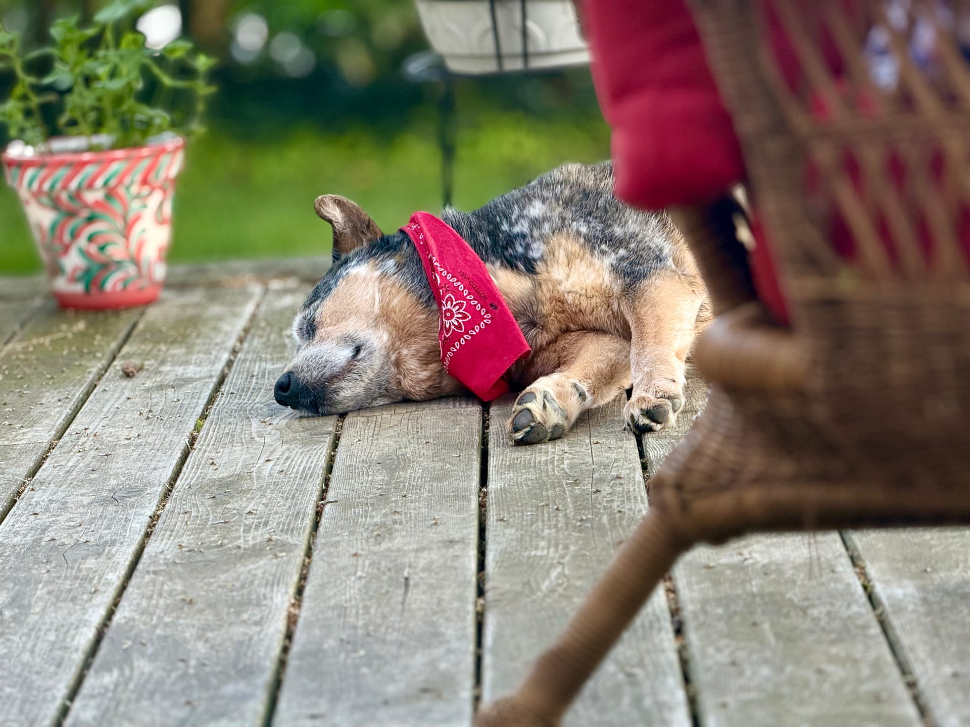 Img_0104 | David Todd Mccarty Dog wearing a red bandana sleeping on a weathered wooden deck with a potted plant in the background and a wicker chair partially visible on the right.