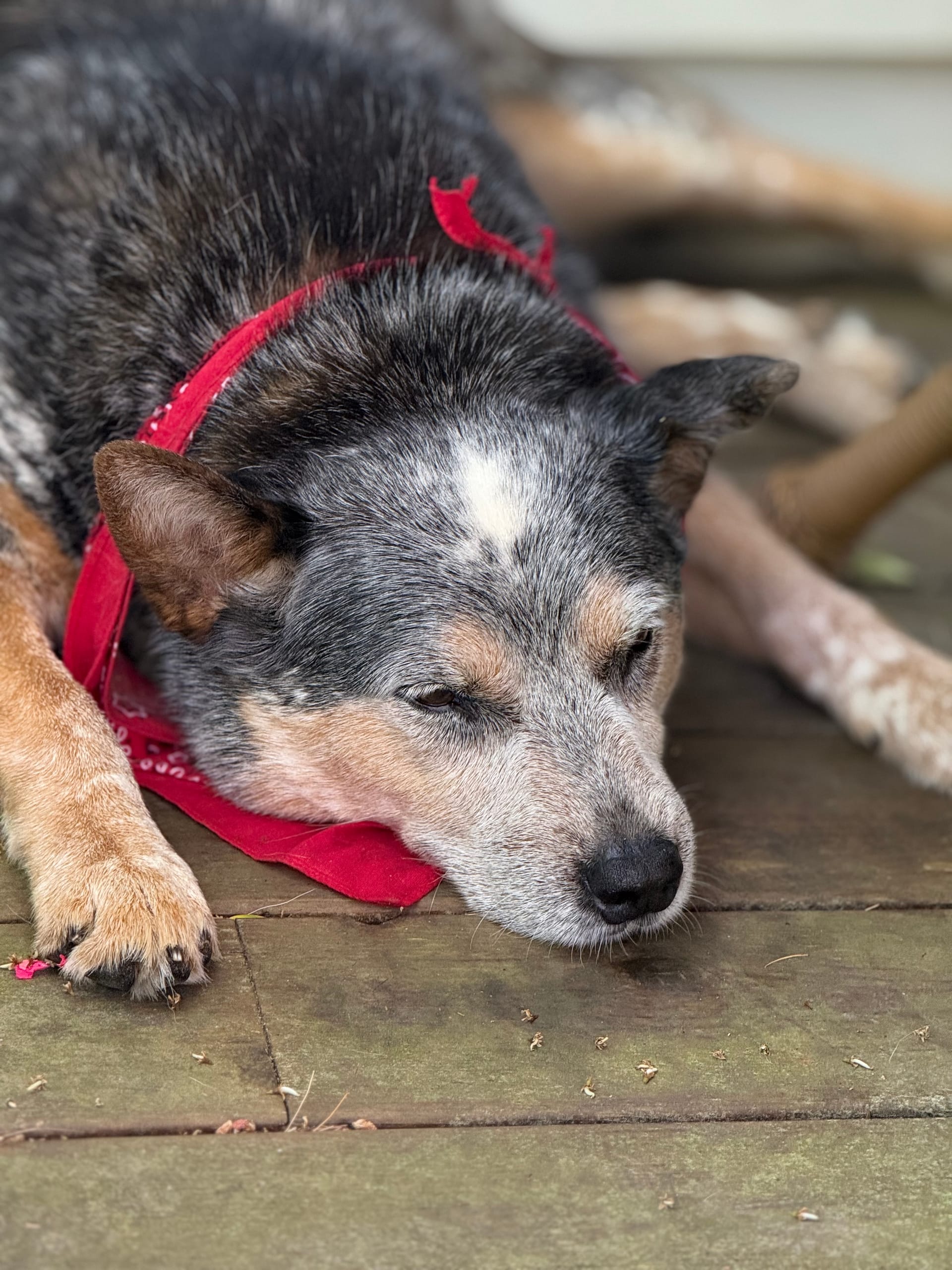 Img_0105 | David Todd Mccarty Dog with a red bandana resting on a wooden deck, eyes closed, gray-black fur and tan paws visible.