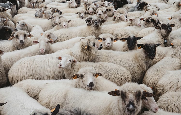 Crowded herd of white sheep with orange ear tags, facing the camera in a dense flock.