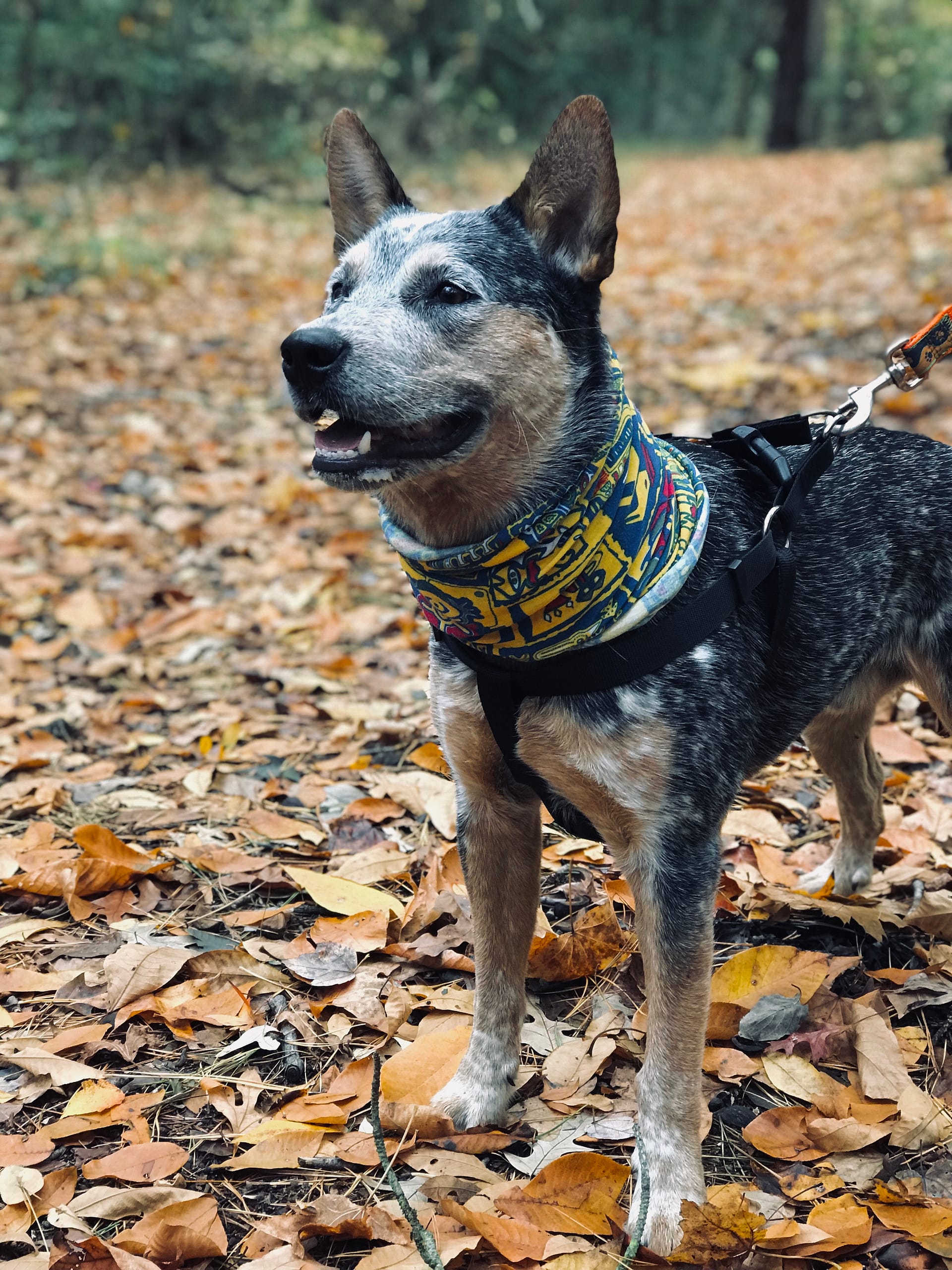Img_0629 | David Todd Mccarty Dog wearing a colorful bandana and harness standing on autumn leaves in a park, looking off to the side.