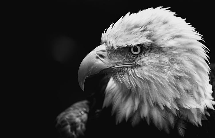 Did somebody order freedom?