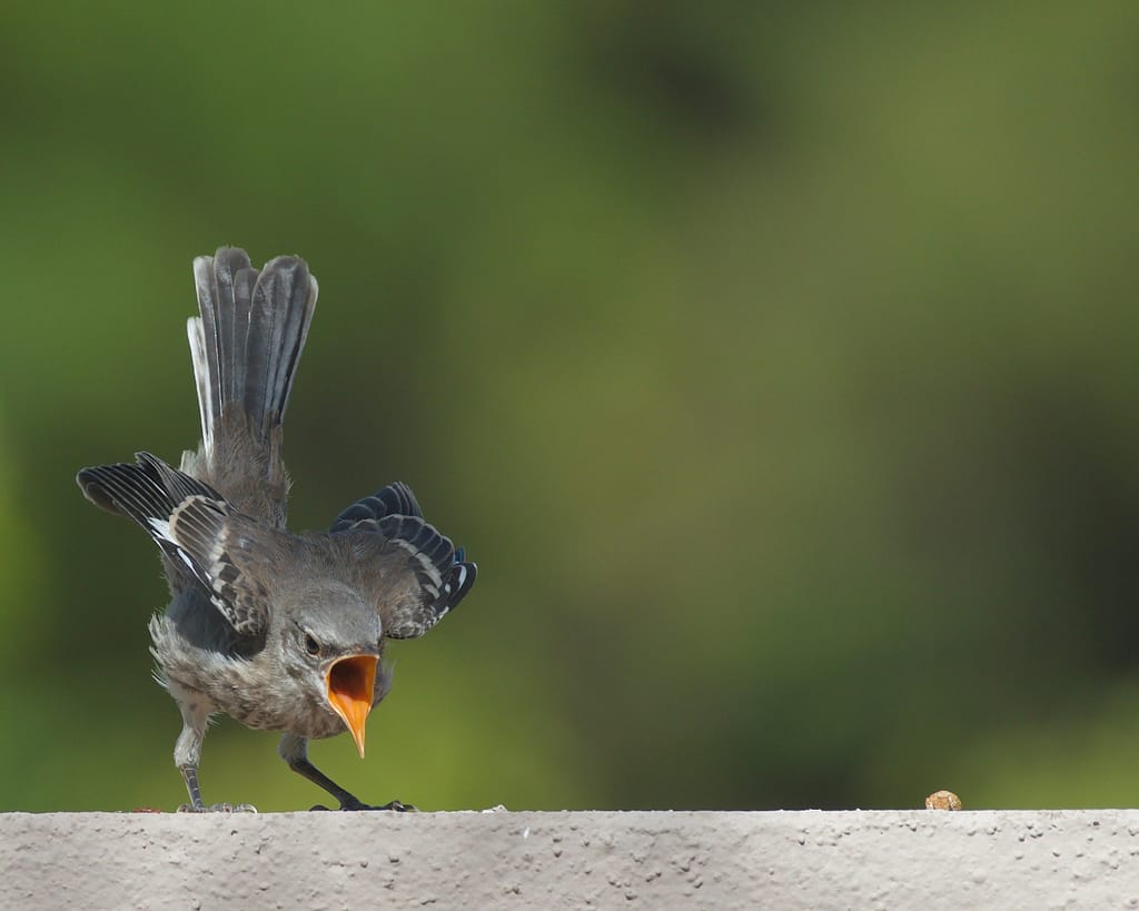 A-young-northern-mockingbird-hollers-for-food-stockpack-unsplash | David Todd Mccarty A young northern mockingbird hollers for food