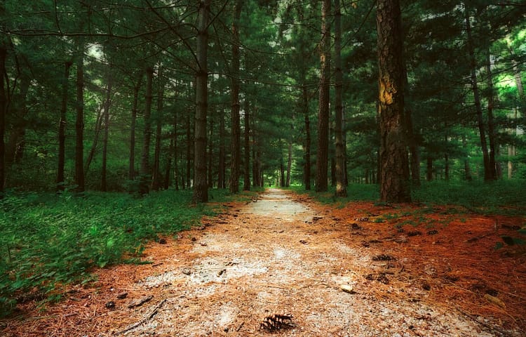 a path in a forest