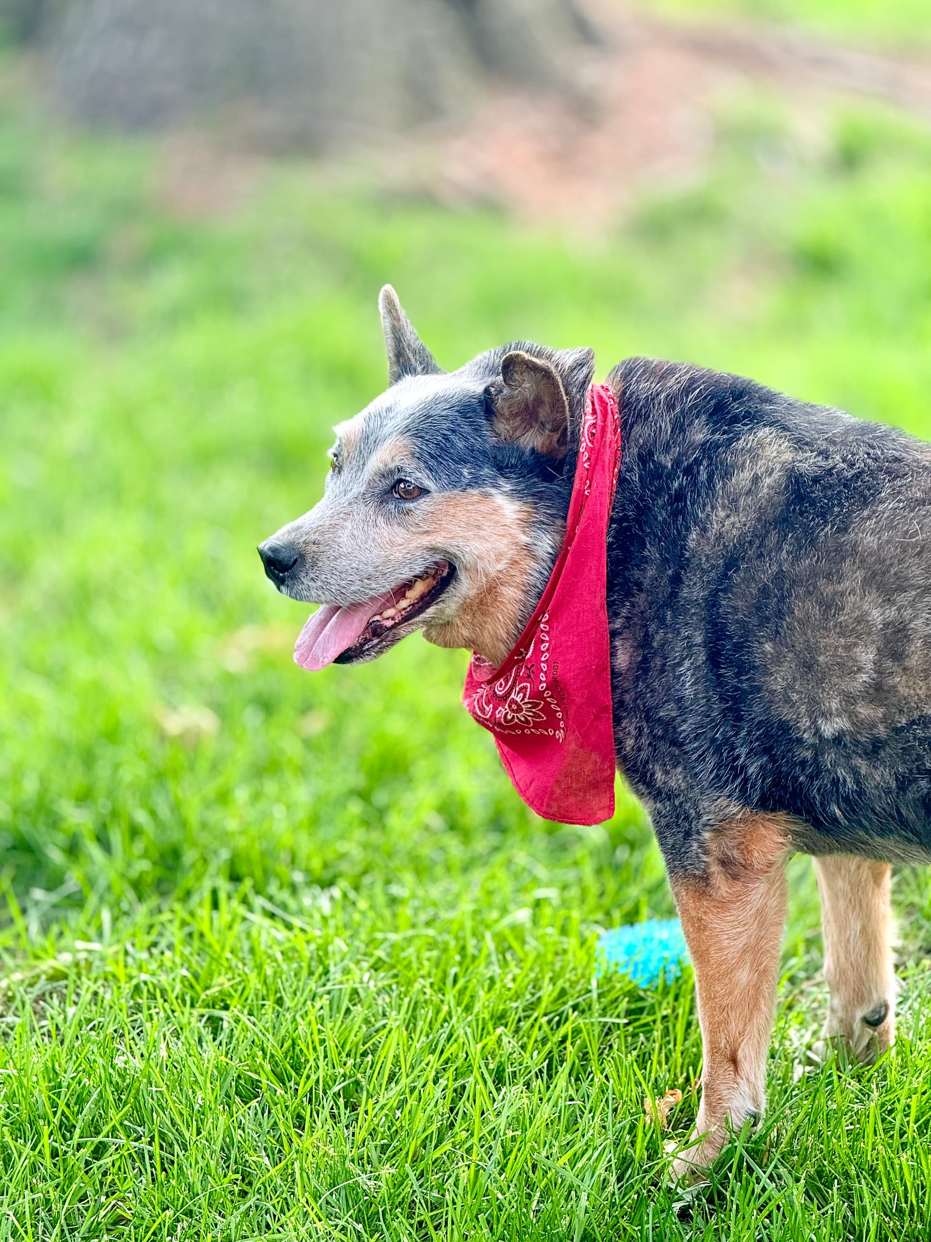 Img_0101 | David Todd Mccarty Dog wearing a red bandana stands in bright green grass outdoors, tongue out slightly at the side of its mouth.