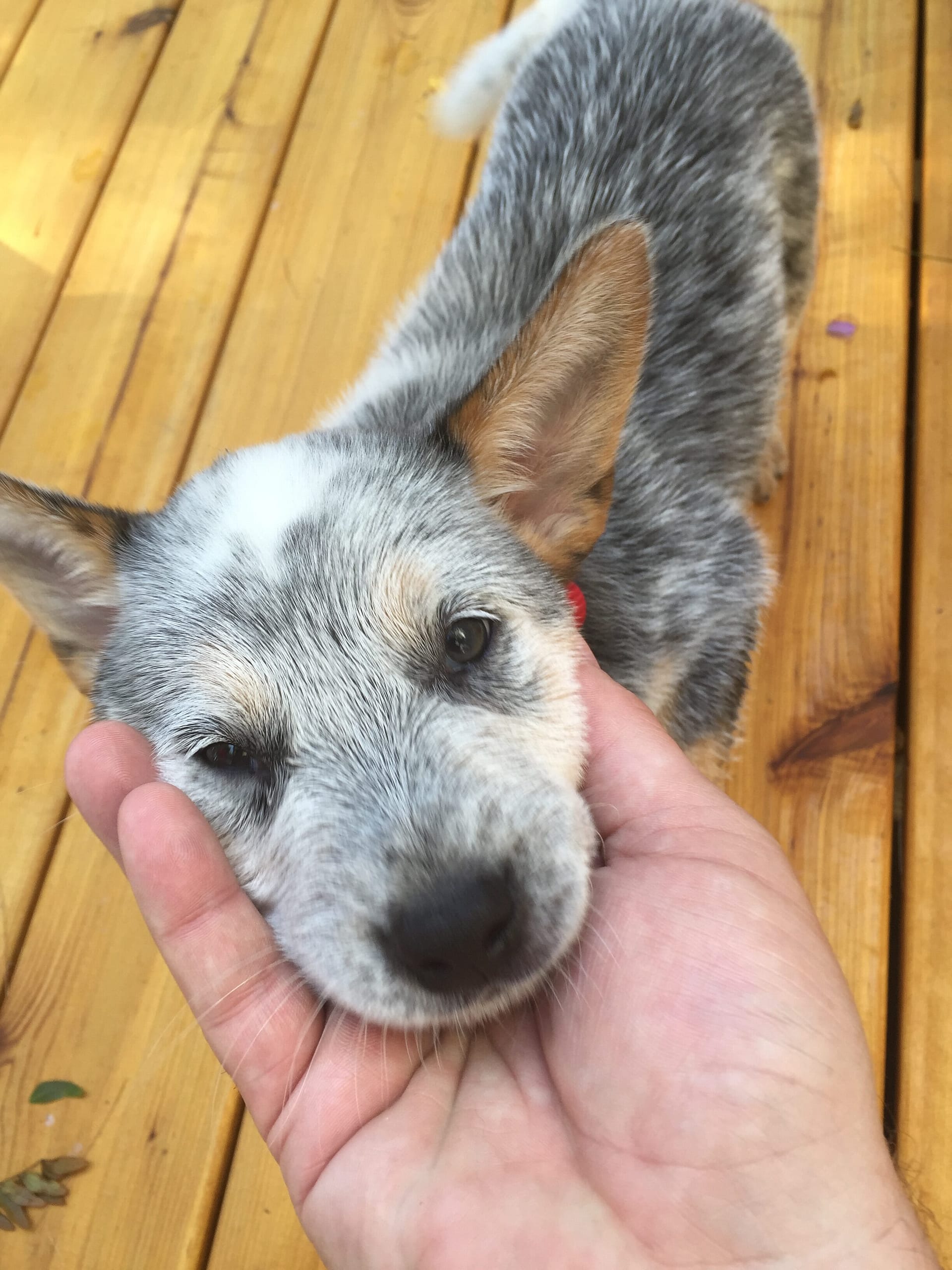 Img_9283 | David Todd Mccarty Close-up of a gray and white puppy being gently held by a person's hands on a wooden deck.