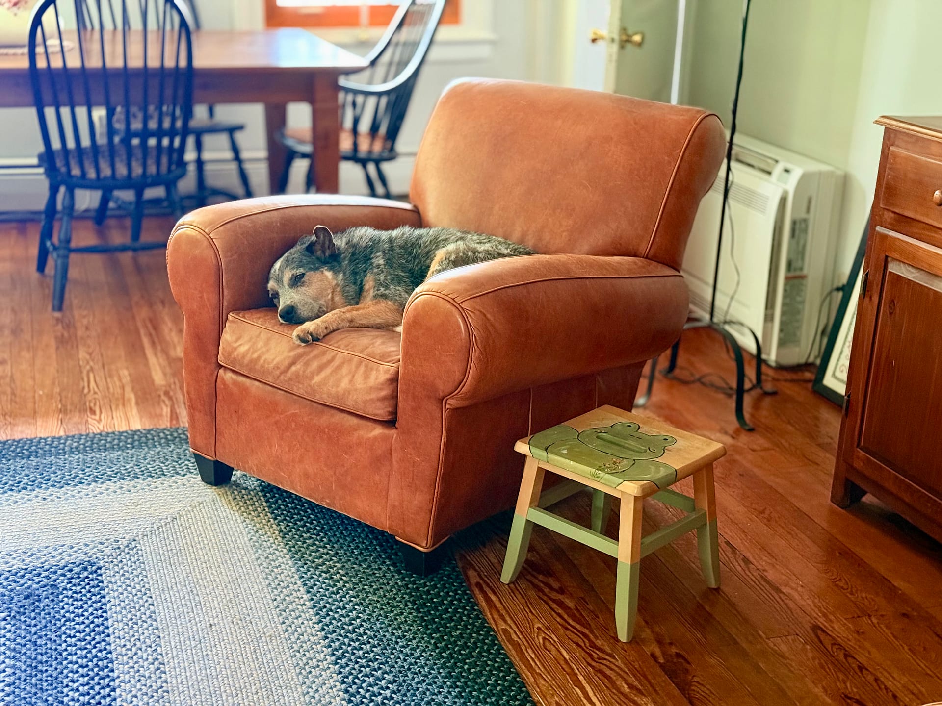 Img_0864 | David Todd Mccarty A gray dog sleeping on an orange leather armchair in a cozy living room with wooden floors and a table in the background.