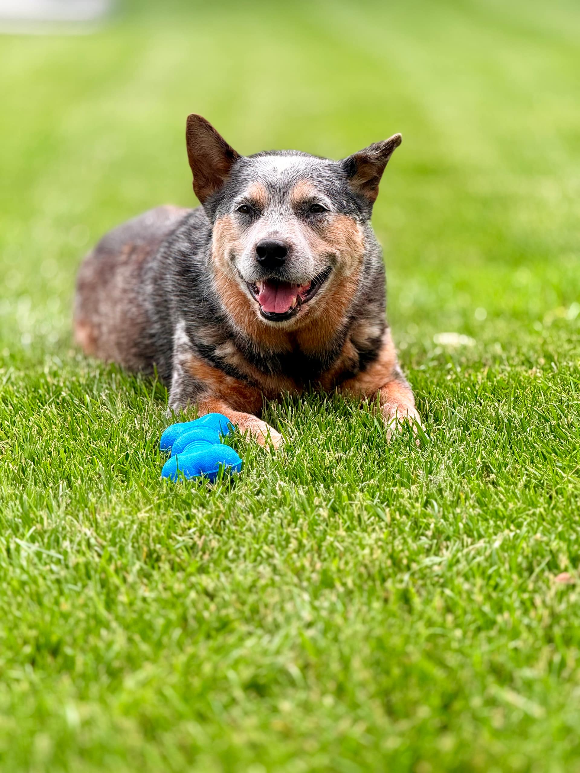 Img_9938 | David Todd Mccarty Happy dog lying on green grass with a blue bone-shaped toy nearby, outdoors on a sunny day.