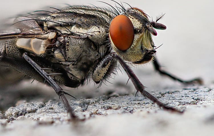 Closeup of housefly